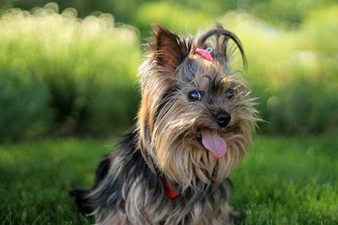 11 super cute small dog breeds that don't shed glamorous