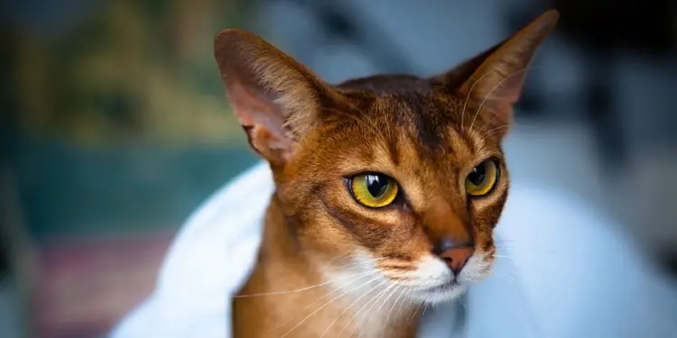 Orange Cat breeds the Abyssinian Cat