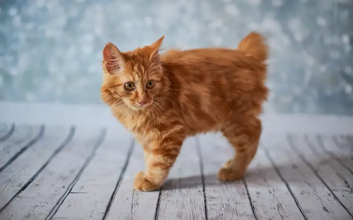 Fluffy, Stocky, or Short-Haired: Learn About the Most Popular Orange Cat Breeds |