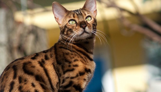 Orange Cat Breeds Bengal Cat