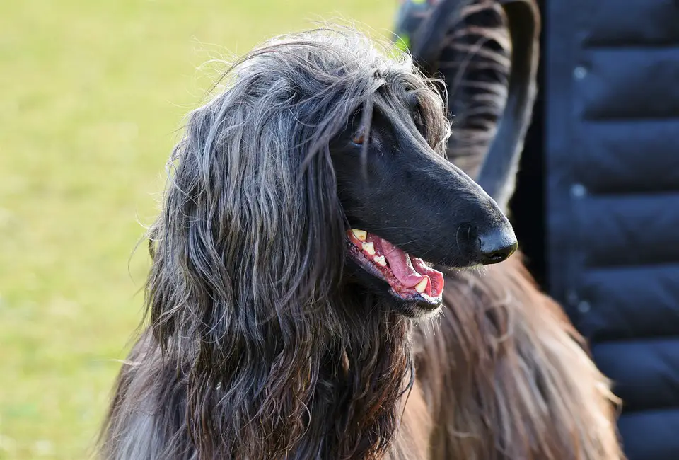 15 Big Dogs With Long Hair That Will Take Your Breath Away