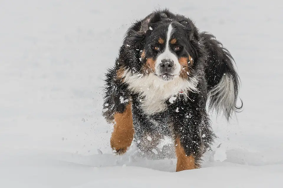 15 Big Dogs with Long Hair that Will Take Your Breath Away | Glamorous Dogs