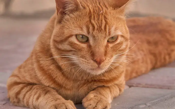 Most Popular Orange Cat Breeds 9 Orange Cats 