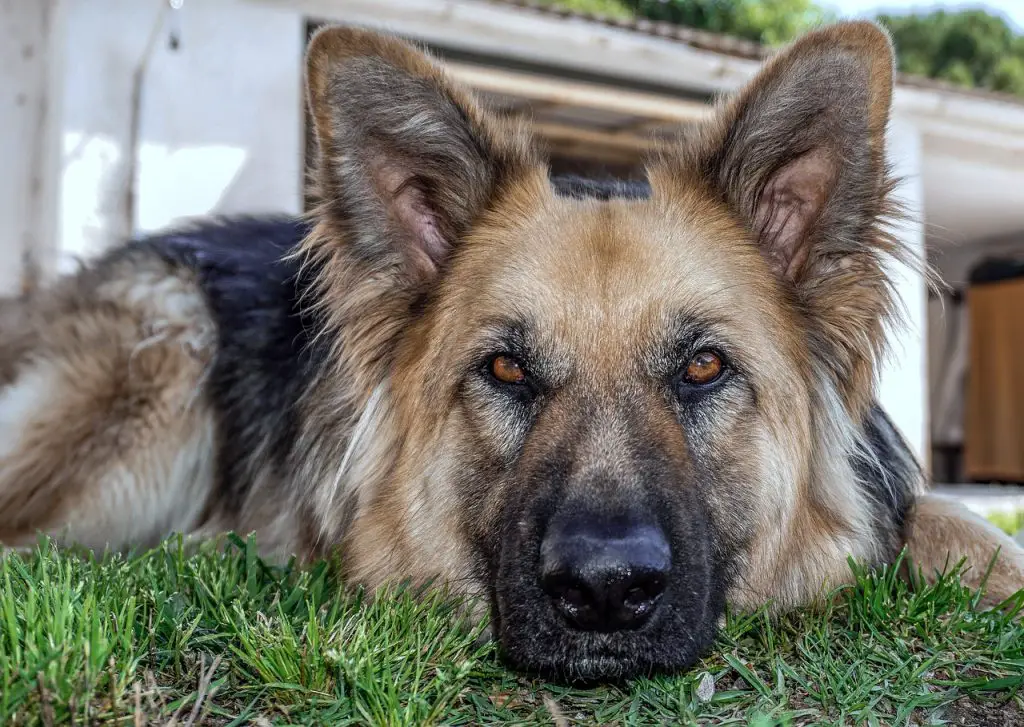 shepherd german puppy train training potty puppies