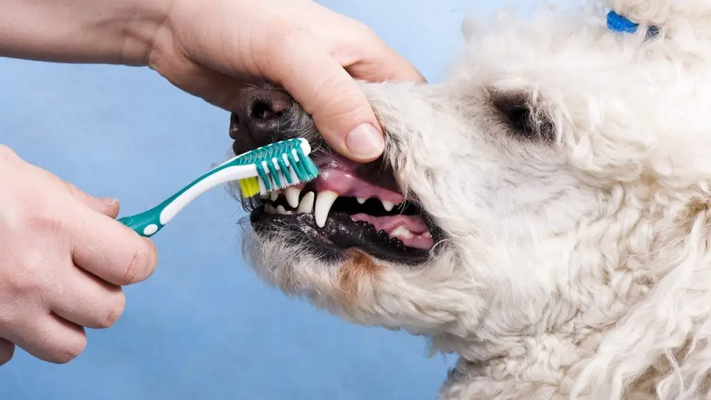 How to Clean Dog Teeth in Easy, SimpletoFollow Steps Glamorous Dogs