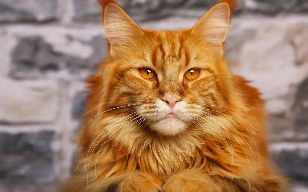 Orange Cat Breeds majestic cat 