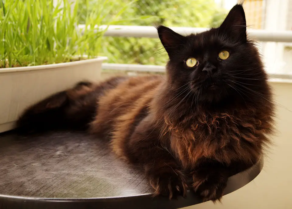 The 5 Best Domestic Cat Breeds You Should Open Your Door For ...