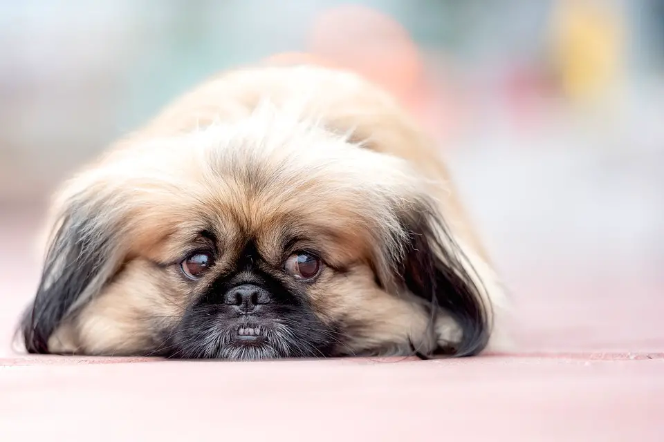 Pekingese Dog Breed Everything You Need To Know Glamorous Dogs