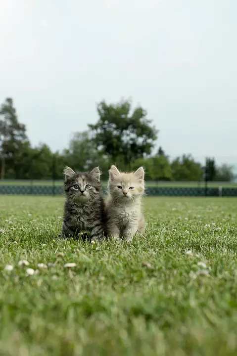Small Cat breeds featured image