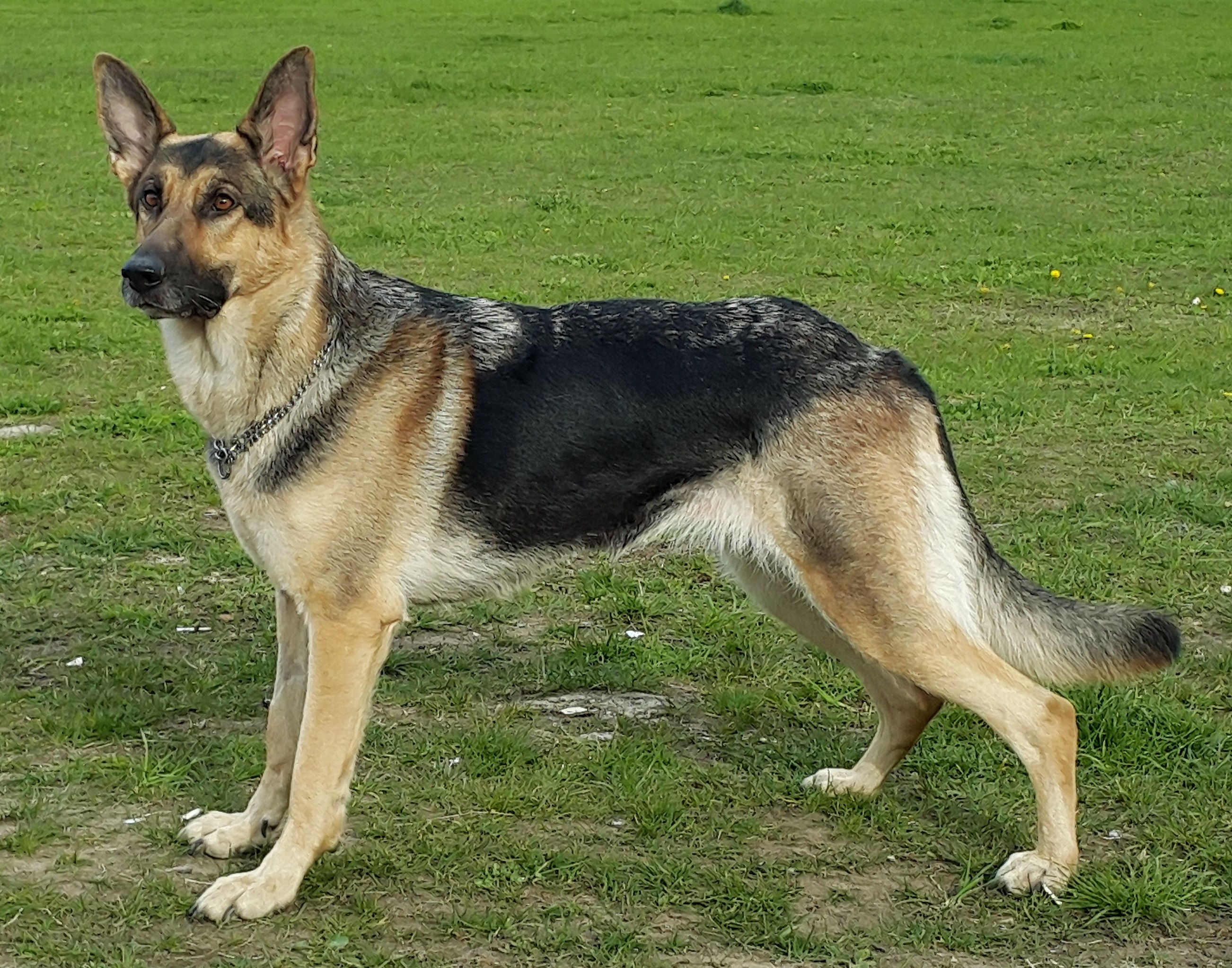 short-haired-german-shepherd-guide-glamorous-dogs