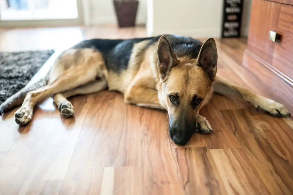 How to potty train german shepherd