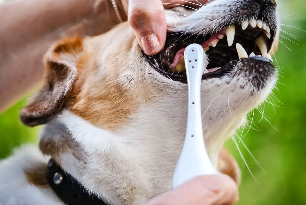 How to Brush a Dog's Teeth | Glamorous Dogs