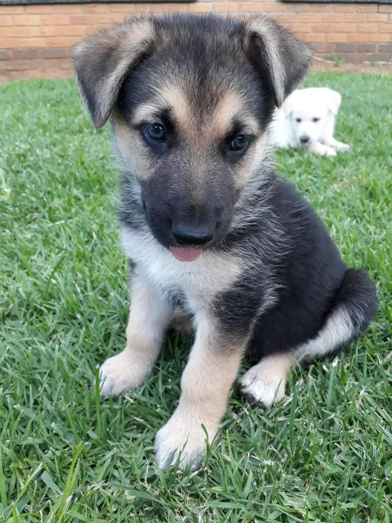 Long Haired German Shepherd Puppy