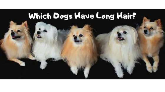 Which Dog Has Long Hair