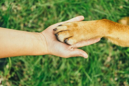 Dog nail length