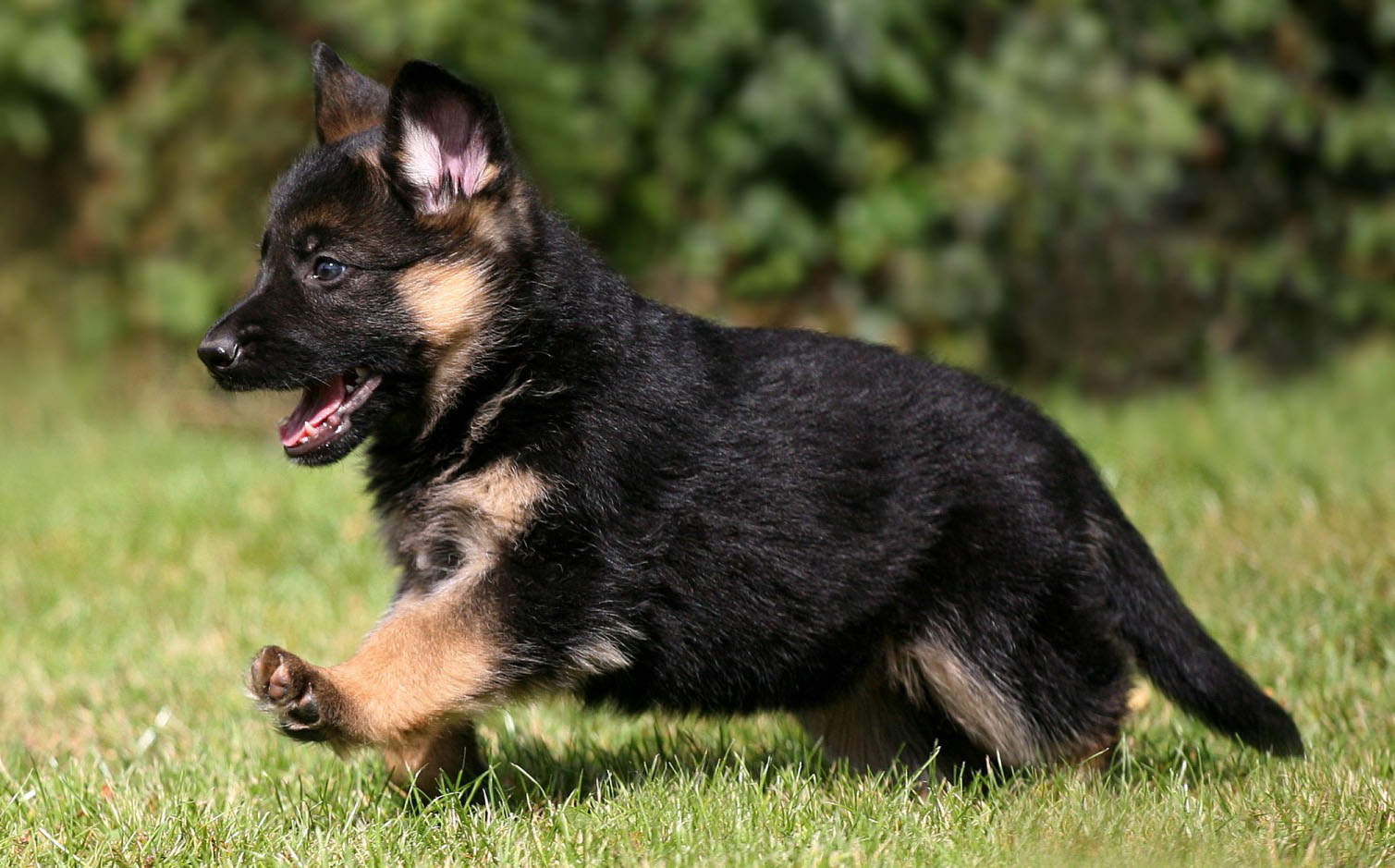 Long Haired German Shepherd Puppies & Everything You Should Know