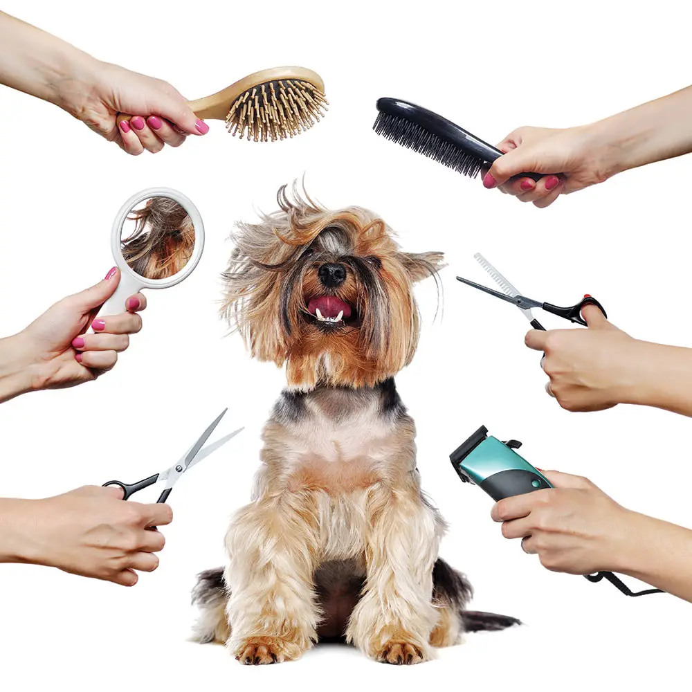 grooming a dog. how much does dog grooming cost