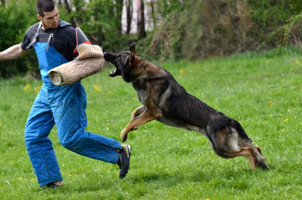 How to Train a Dog to Attack on Command? 16 guaranteed steps