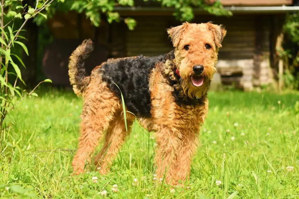 Top 10 Curly Haired Dogs With Stunning Hair Glamorous Dogs