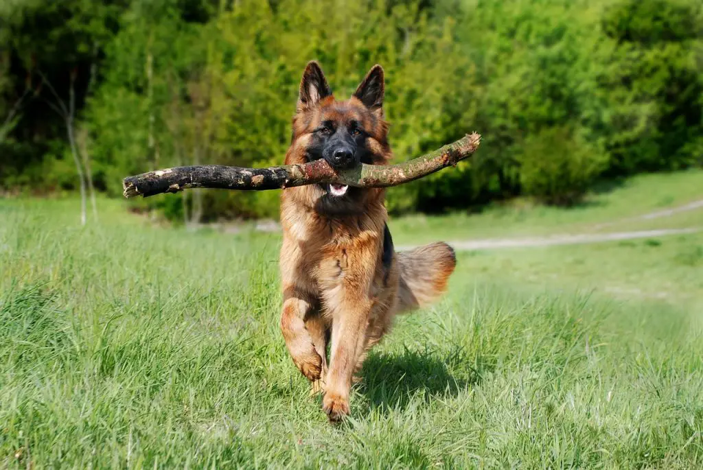 Australian Cattle Dog German Shepherd mix: German Shepherd