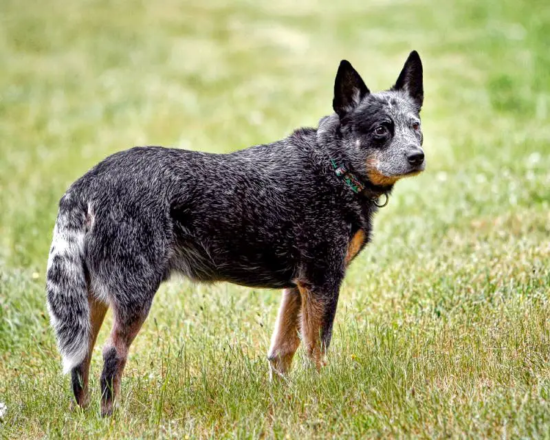 Australian Cattle Dog German Shepherd mix