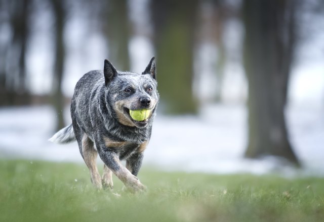 Australian Cattle Dog German Shepherd Mix |