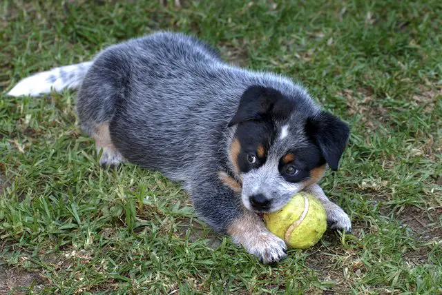 Australian Cattle Dog German Shepherd Mix |