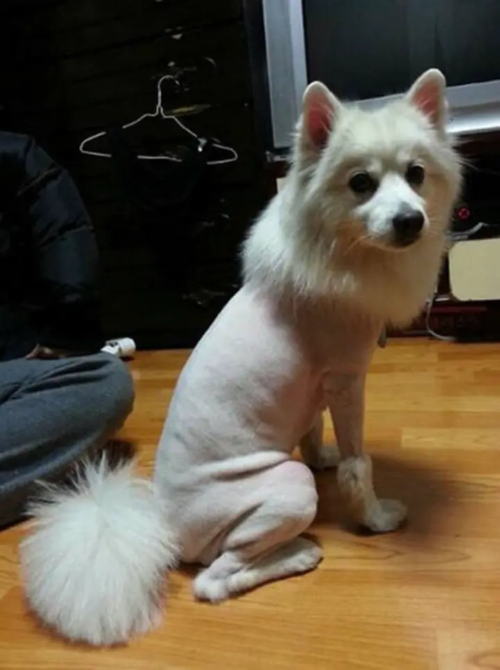 Top 13 Hilarious Bad Dog Haircuts that have Gone Wrong |