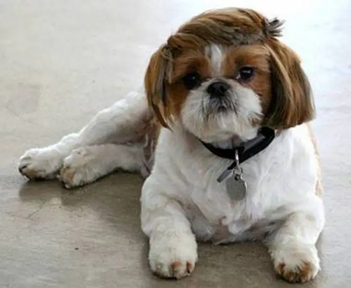 Top 13 Hilarious Bad Dog Haircuts that have Gone Wrong |