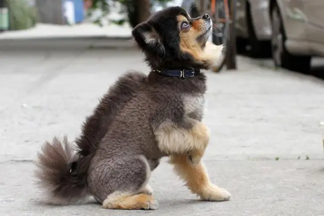 Top 13 Hilarious Bad Dog Haircuts that have Gone Wrong |