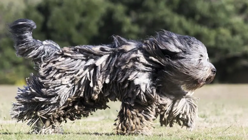 The Most Beautiful 7 Long Haired Dog Breeds Glamorous Dogs