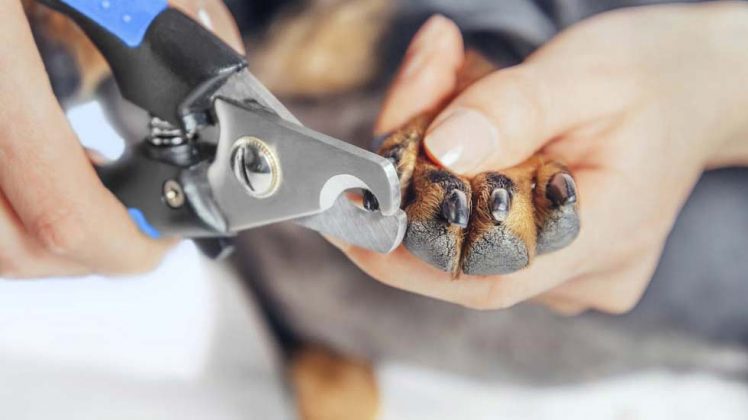 How to Clip Dog Nails that Are Black: The Best Way | Glamorous Dogs
