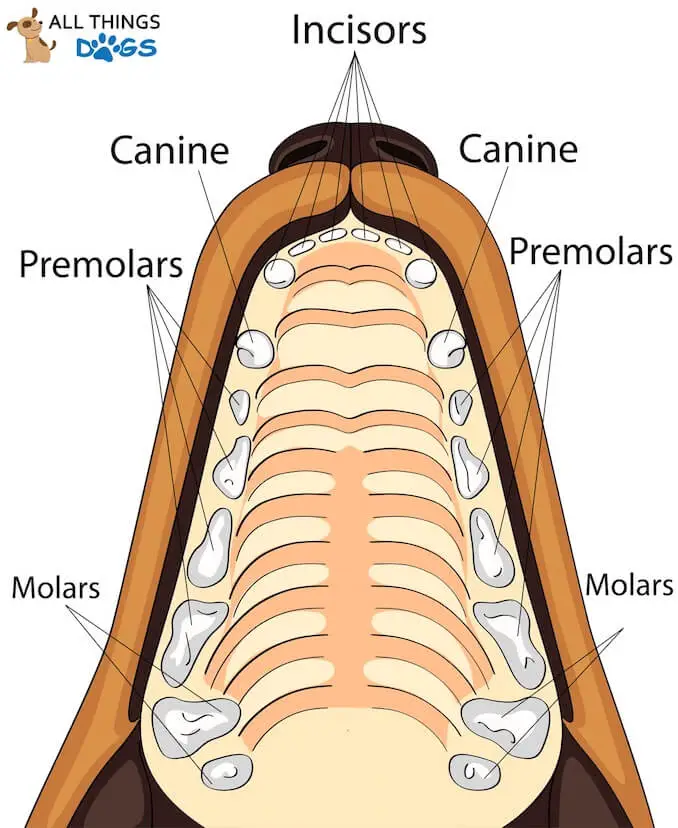 Canine Tooth Diagram