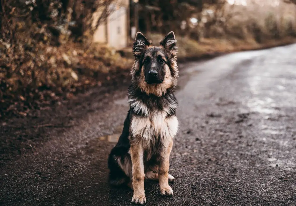 Do dogs have hair or fur: German Shepherd fur