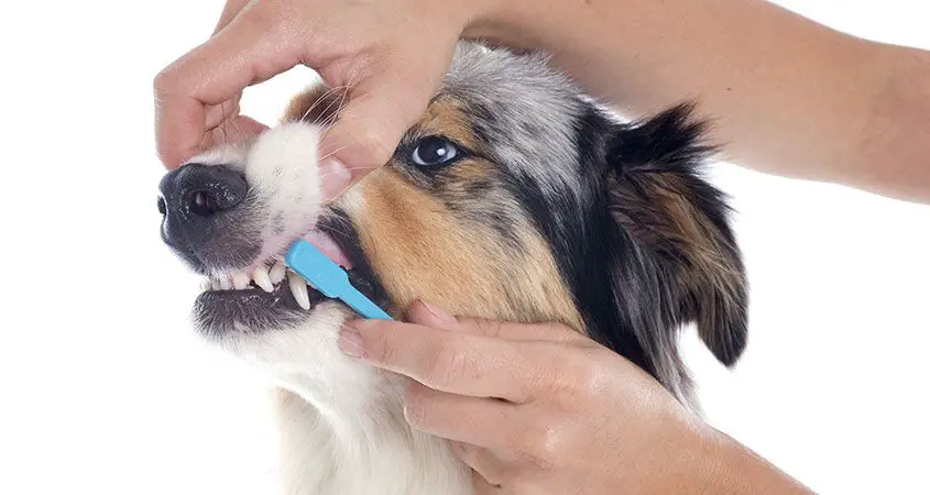 How Often Should You Brush Your Dog's Teeth Using Baking Soda |