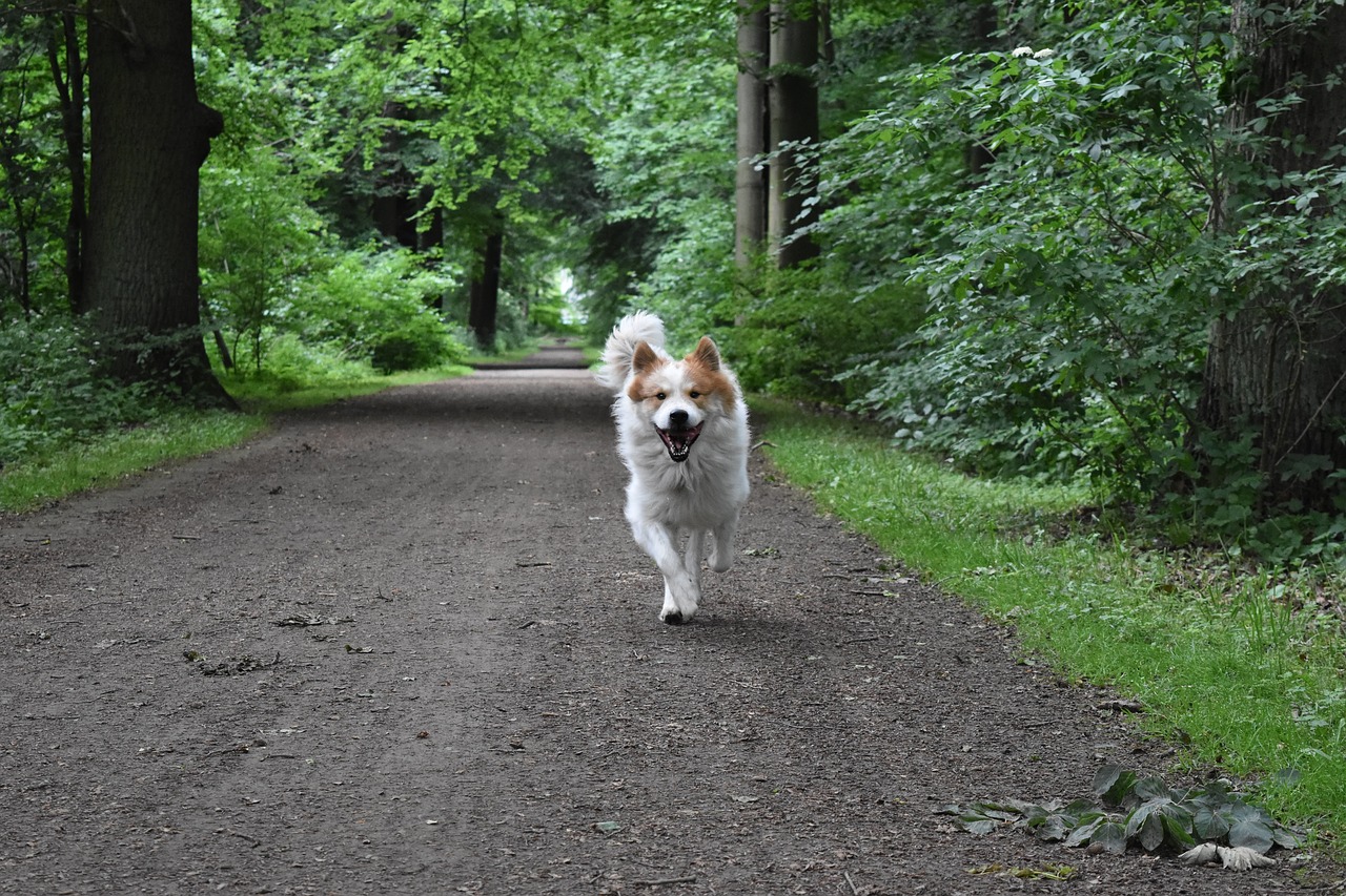 How to Train A Dog to Come Dog Training Basic Commands 101