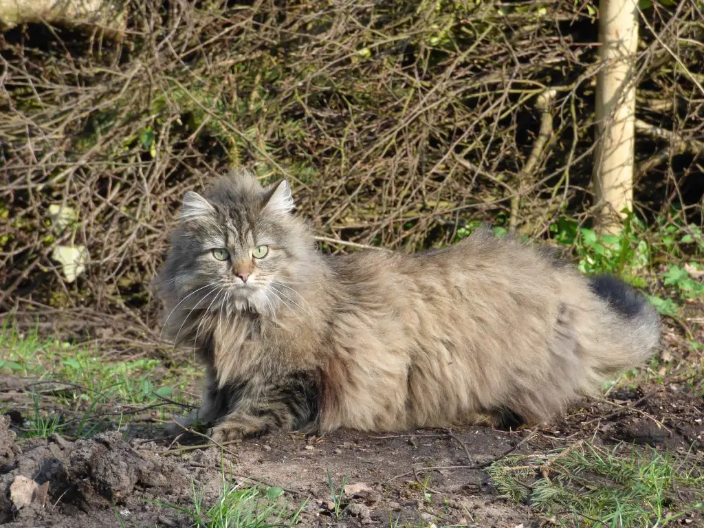 largest domestic cat breed