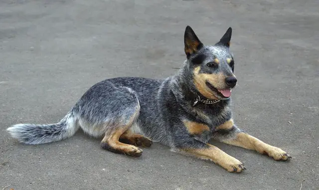 German Shepherd Australian Cattle Dog Mix: The Blue Heeler |