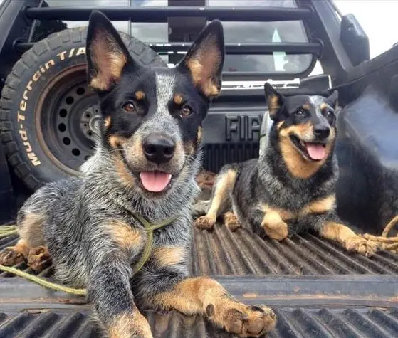 German Shepherd Australian Cattle Dog Mix: The Blue Heeler |