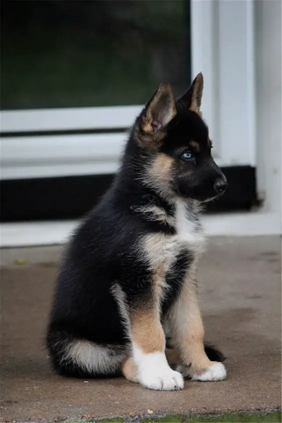 german shepherd dog mix