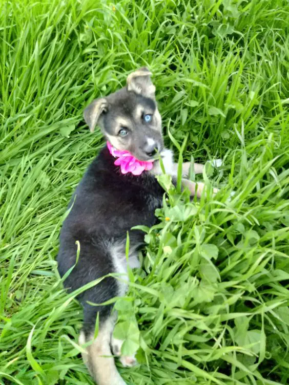 german shepherd dog mix