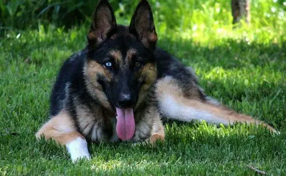 Facts about The German Shepherd Husky Mix |