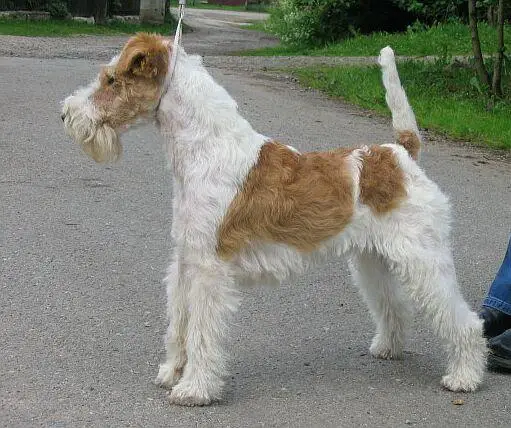 curly haired dogs: Wire Fox Terrier