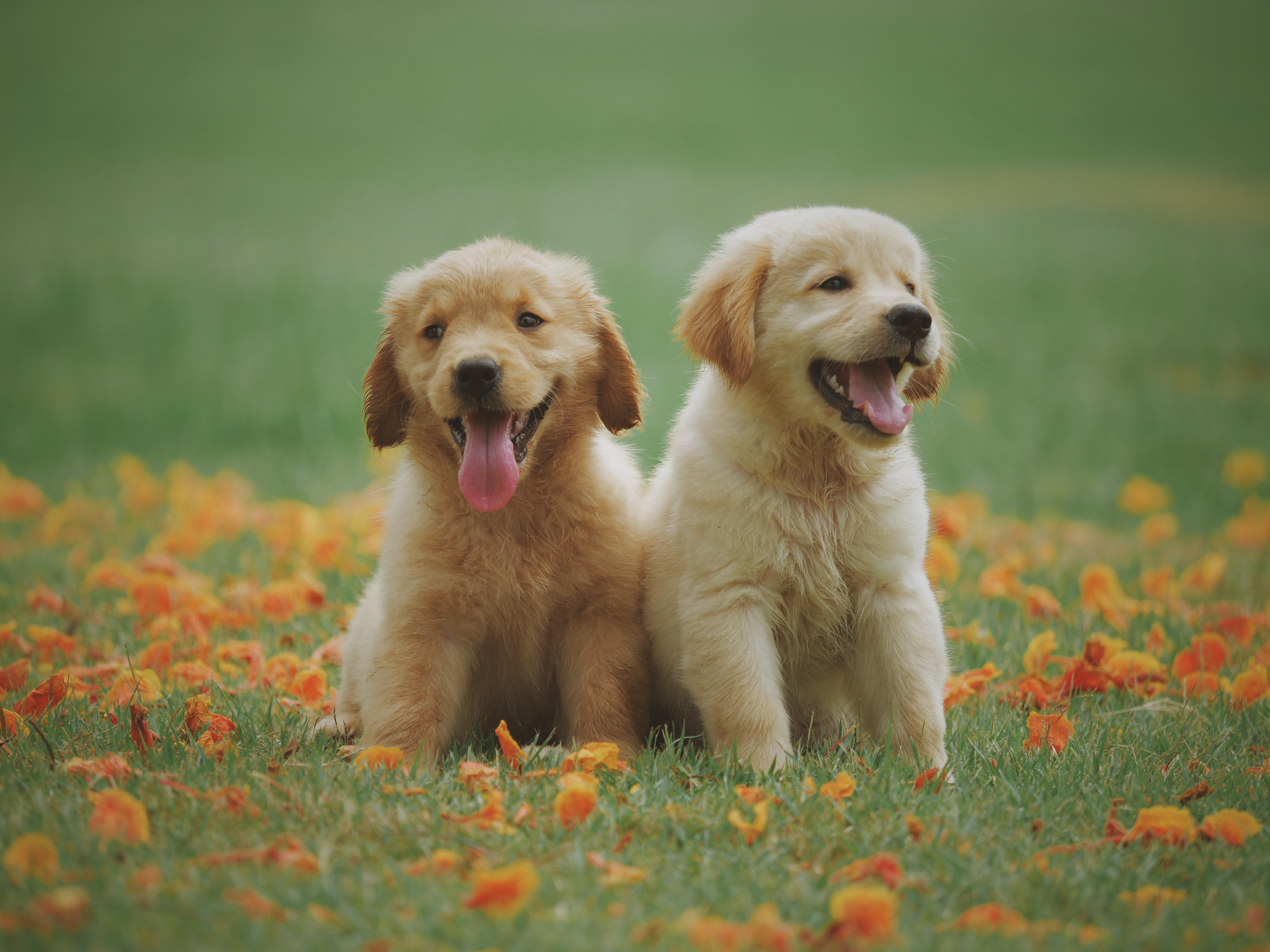 Short Haired Dog Breeds A Dose Of Cuteness Glamorous Dogs