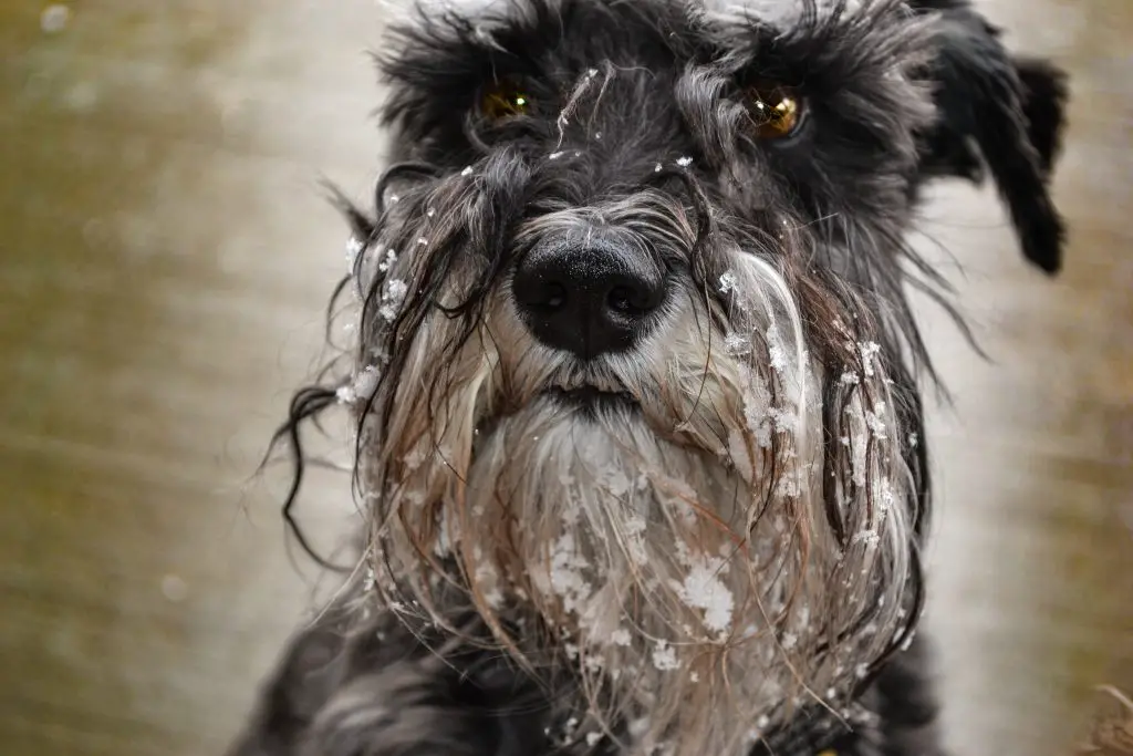 What Can Cause My Dog's Hair To Fall Out at Mark Warren blog