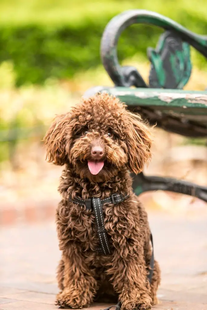 Long Haired Dog Breeds That Look Like Style Icons Glamorous Dogs