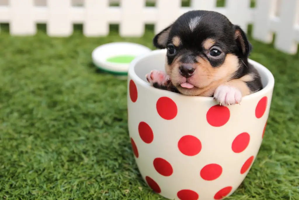 Short Haired Dog Breeds A Dose Of Cuteness Glamorous Dogs