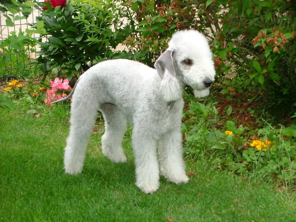 curly haired dogs: Bedlington Terrier