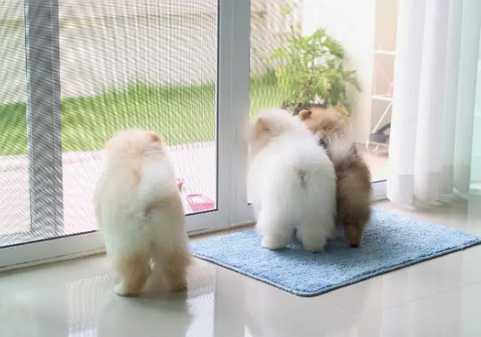 Best Guide for Bell Training Puppy | Glamorous Dogs