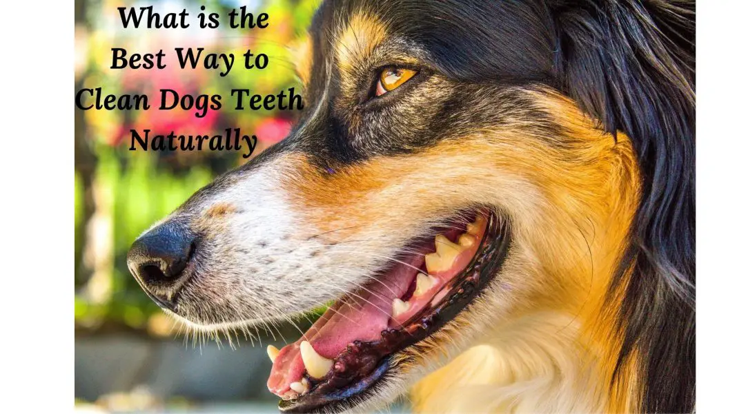 Best Way To Clean Dogs Teeth Naturally
